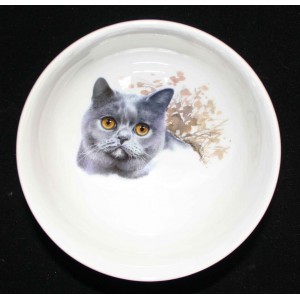 Miska - Britská modrá kočka